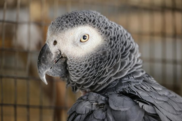 Hoe kun je kattenstress verminderen?