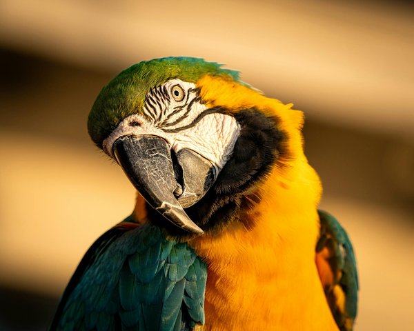 Wat zijn de gevolgen van ontbossing voor dierlijke habitats?