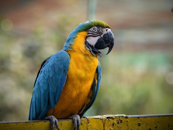 Wat zijn de meest fascinerende dieren die je nog nooit hebt gezien?